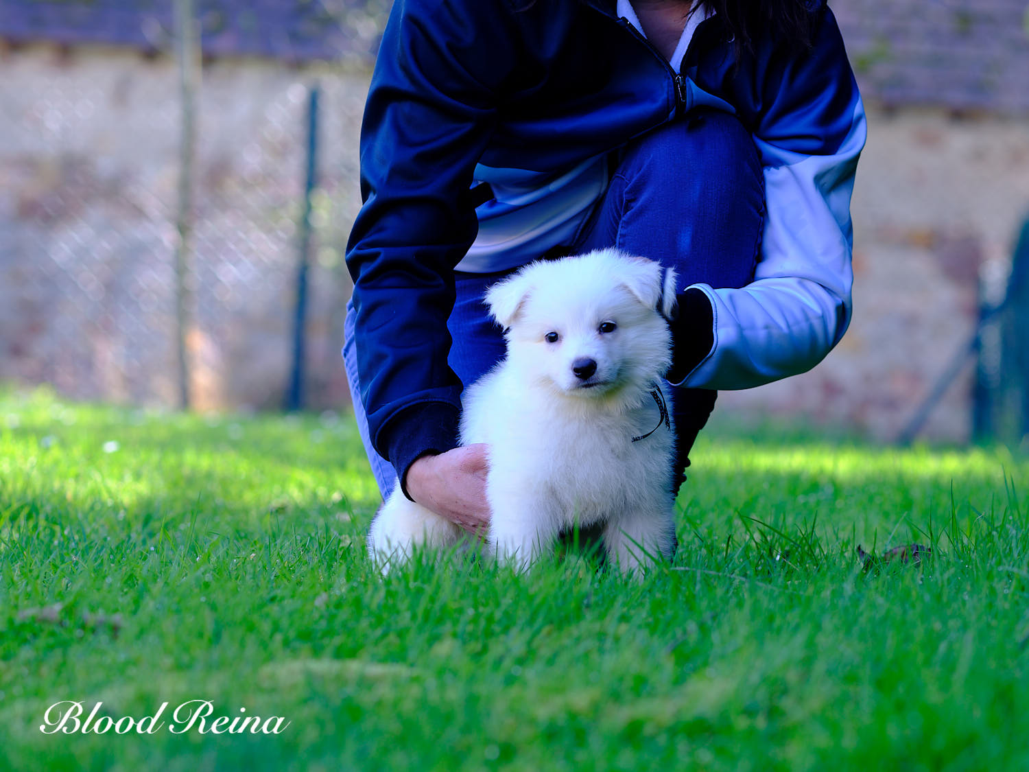 Élevage Berger Blanc Suisse Allier