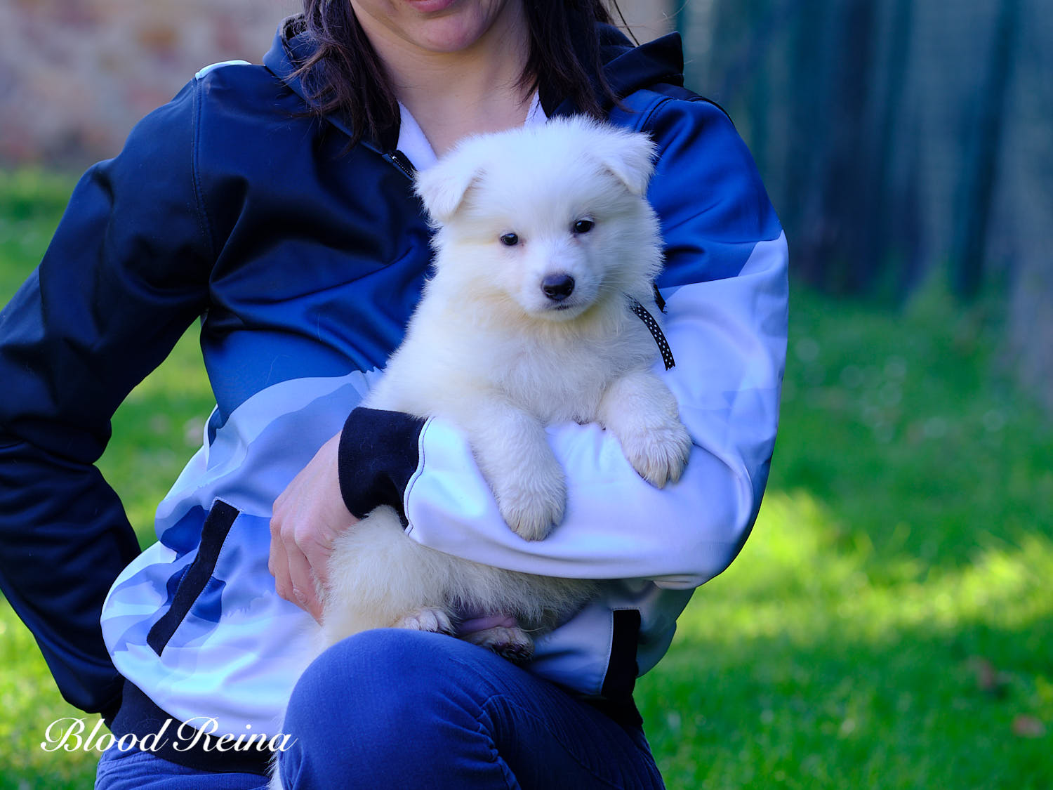 Berger Blanc Suisse en famille Auvergne