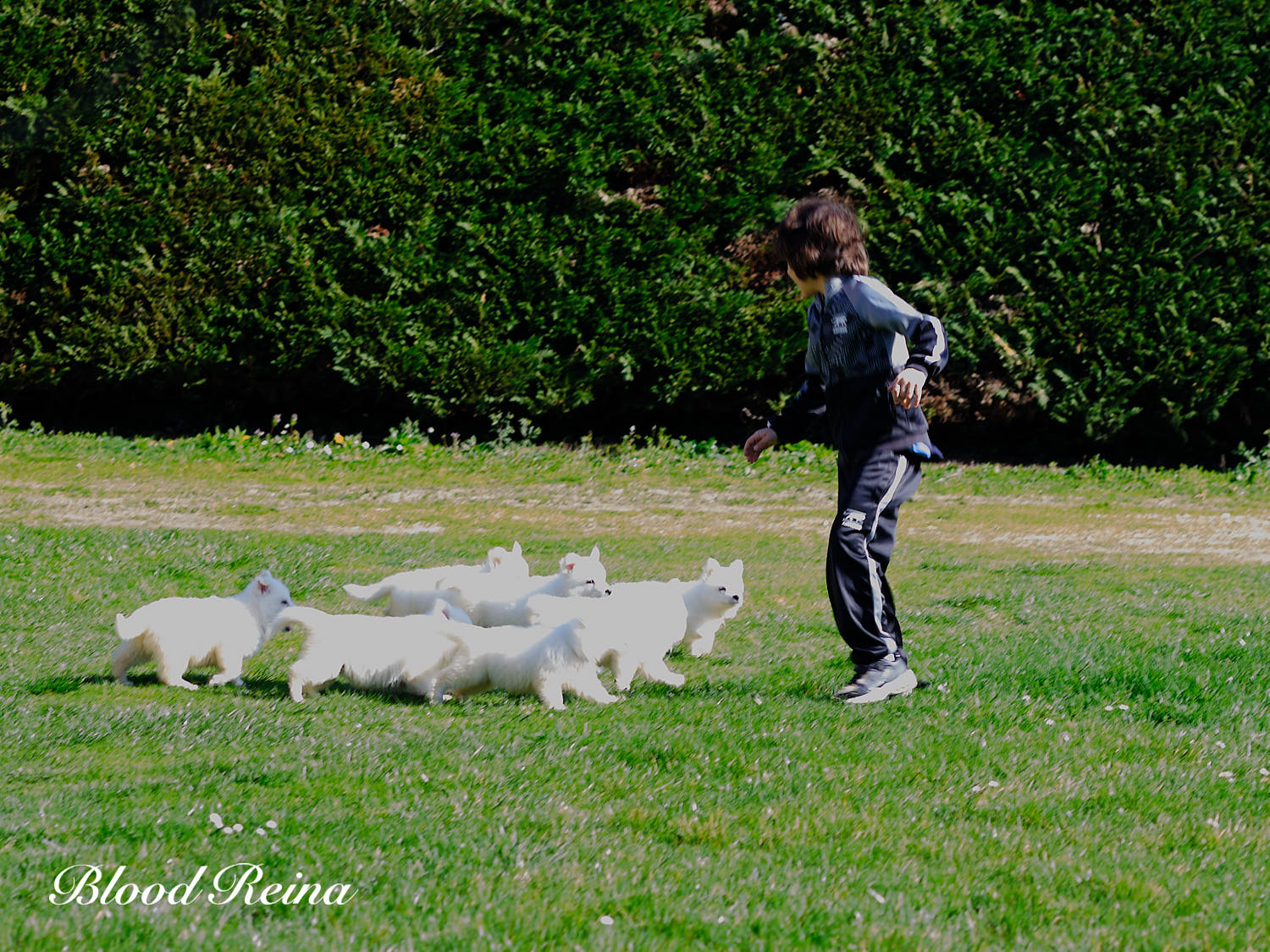 Berger Blanc Suisse adulte