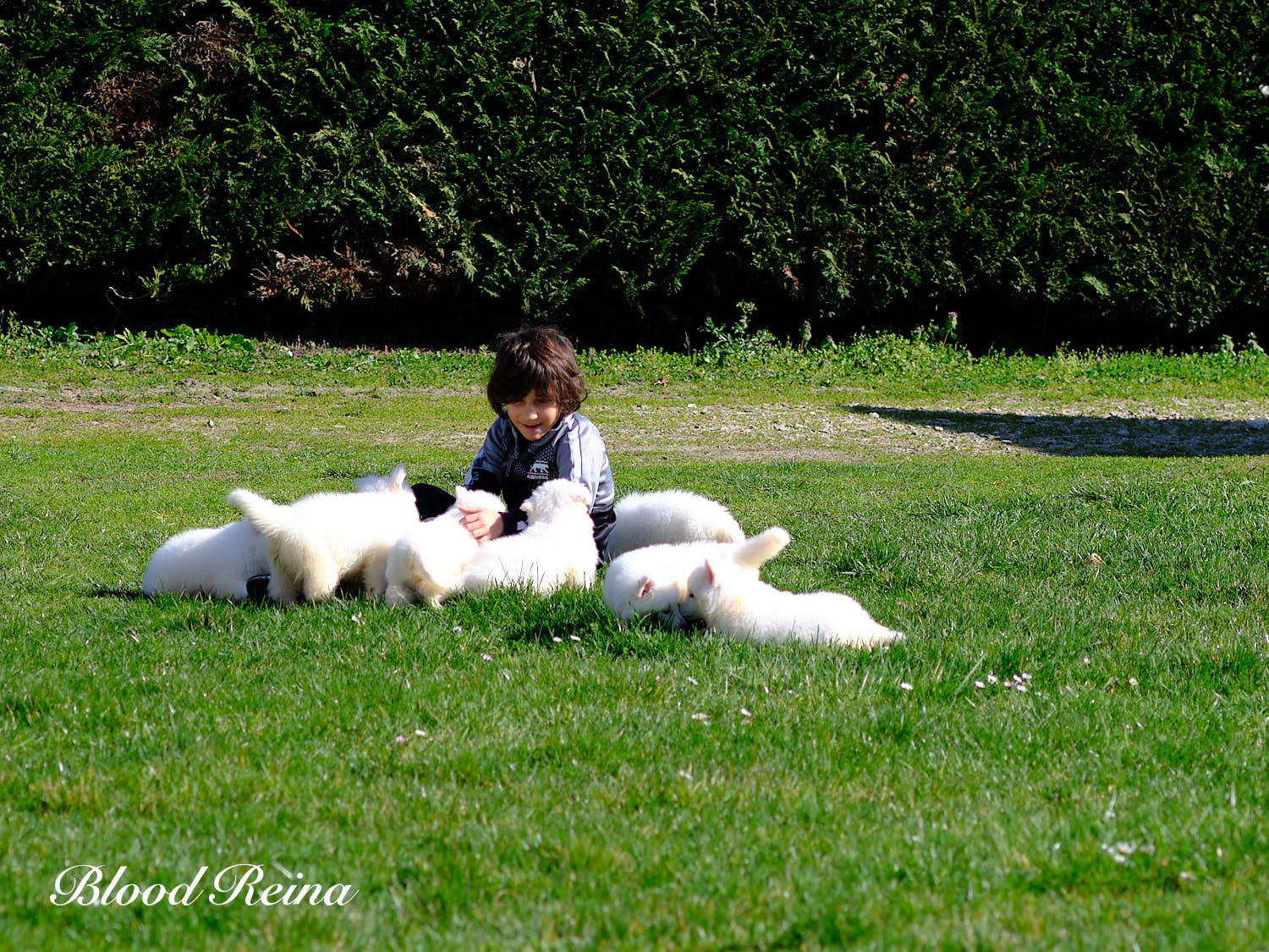 Berger Blanc Suisse en famille