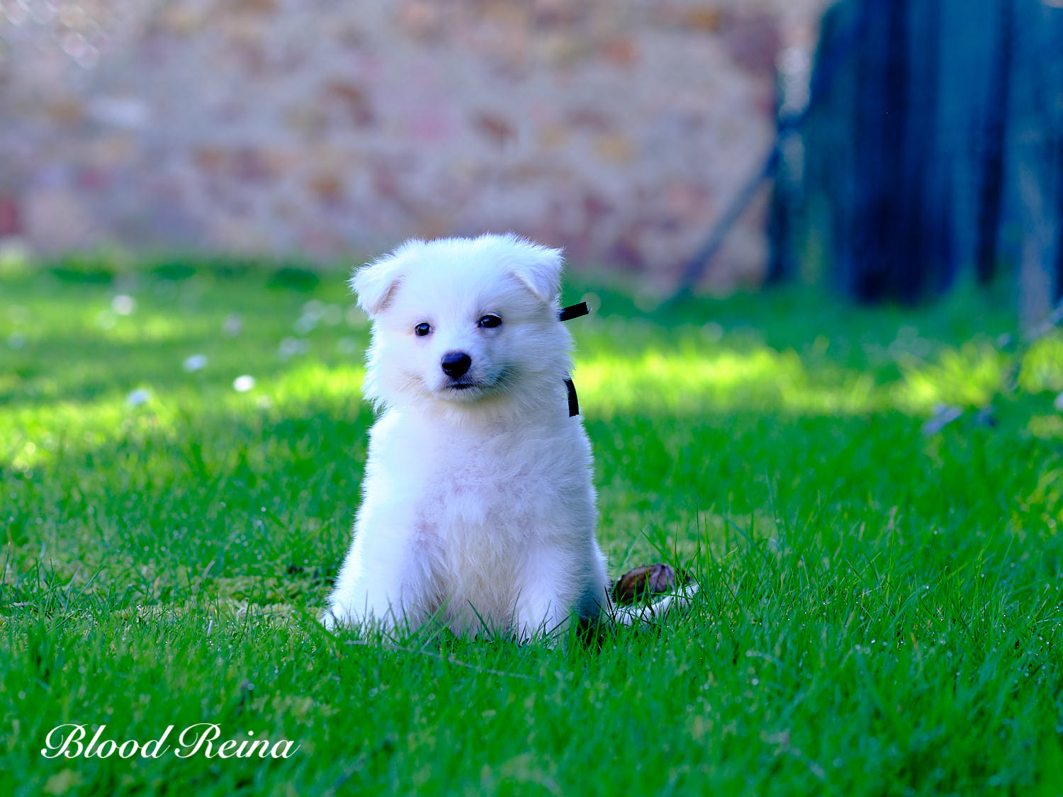 Portée Berger Blanc Suisse